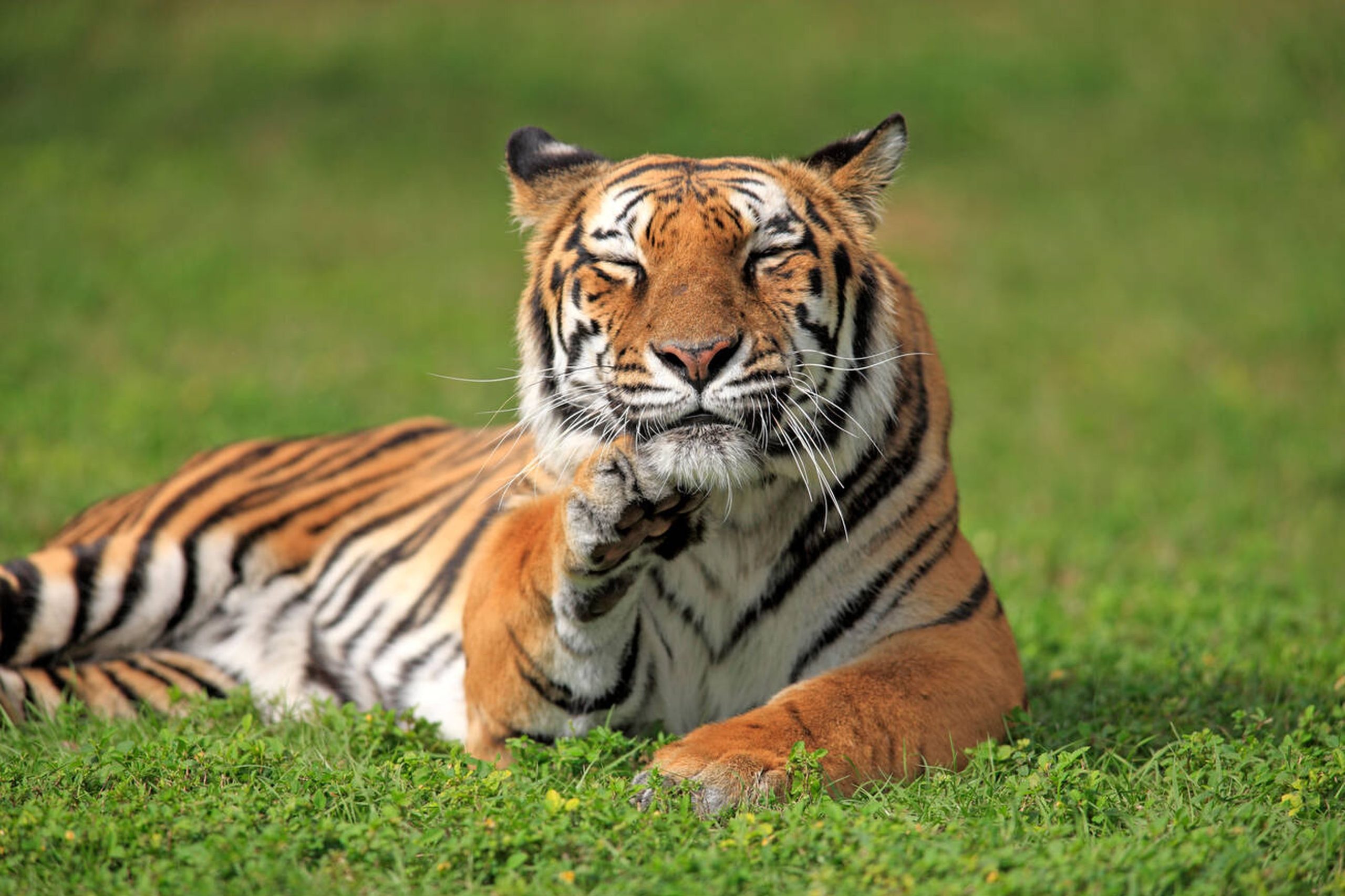 14-Day India Wildlife Adventure – Culture, History & Safaris