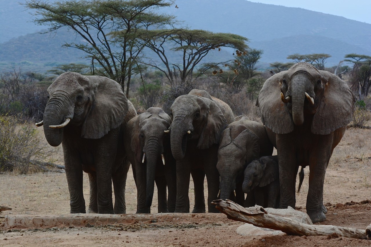 Elephants-at-Saruni-waterhole