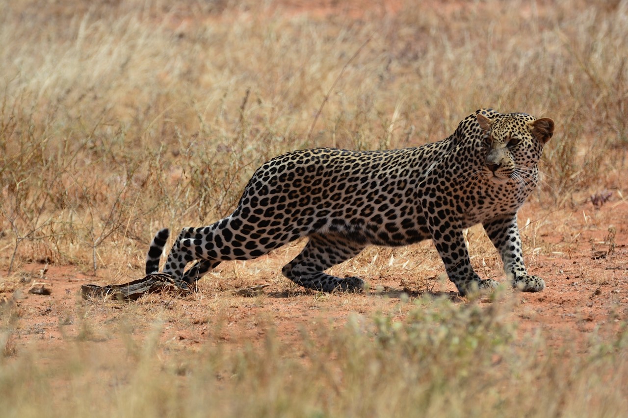 Leopard