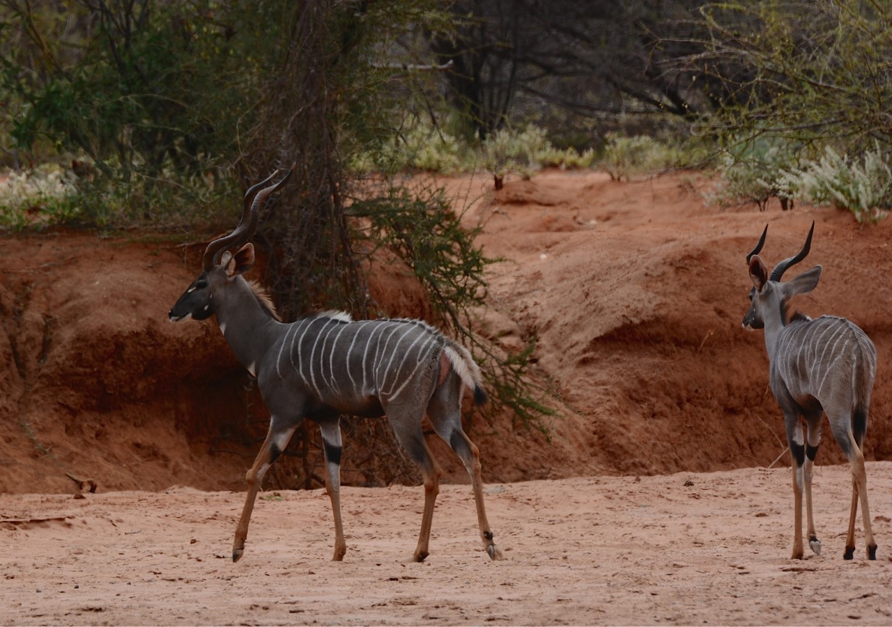 Lesser-Kudu-in-lugga