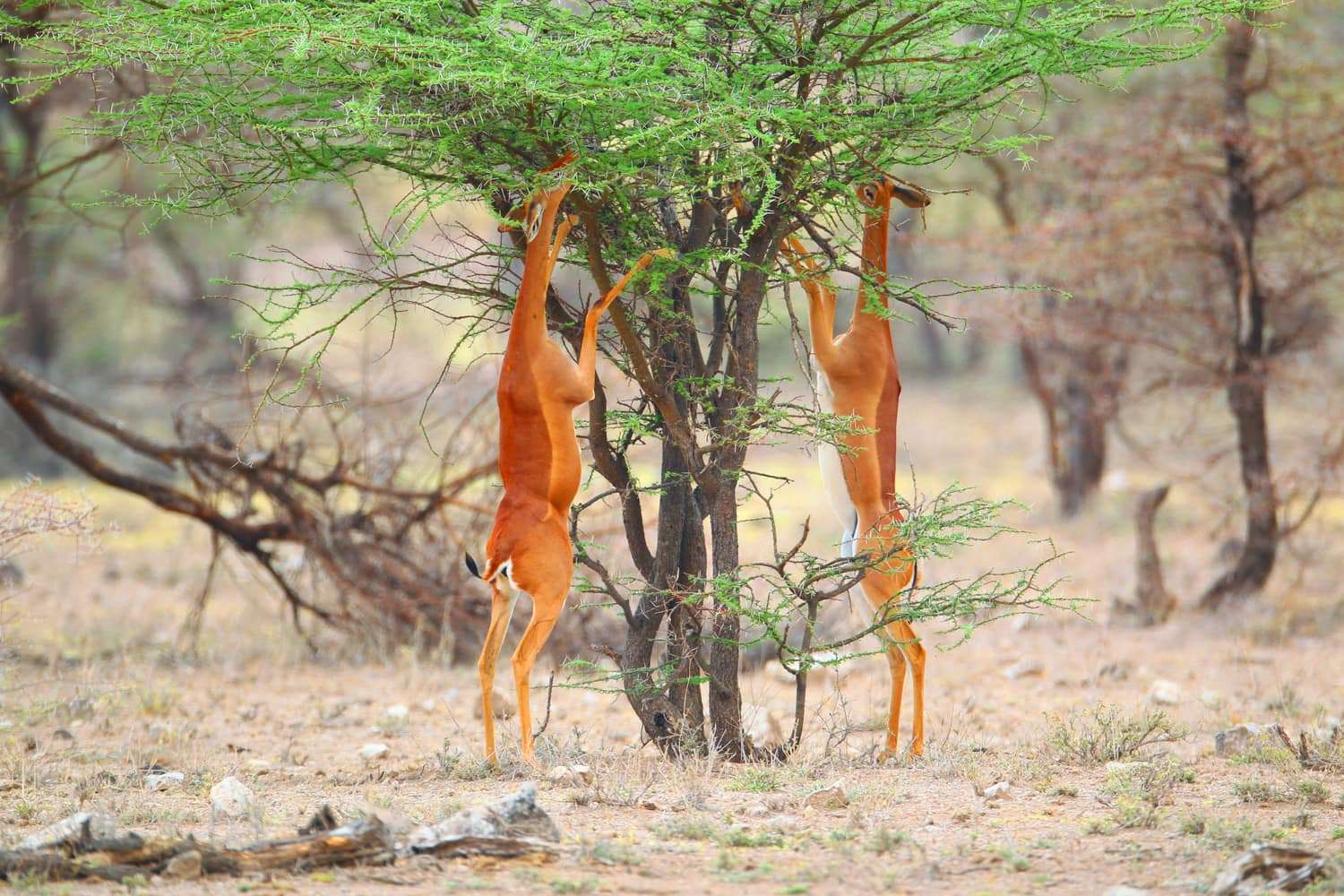 Samburu-Wildlife-10