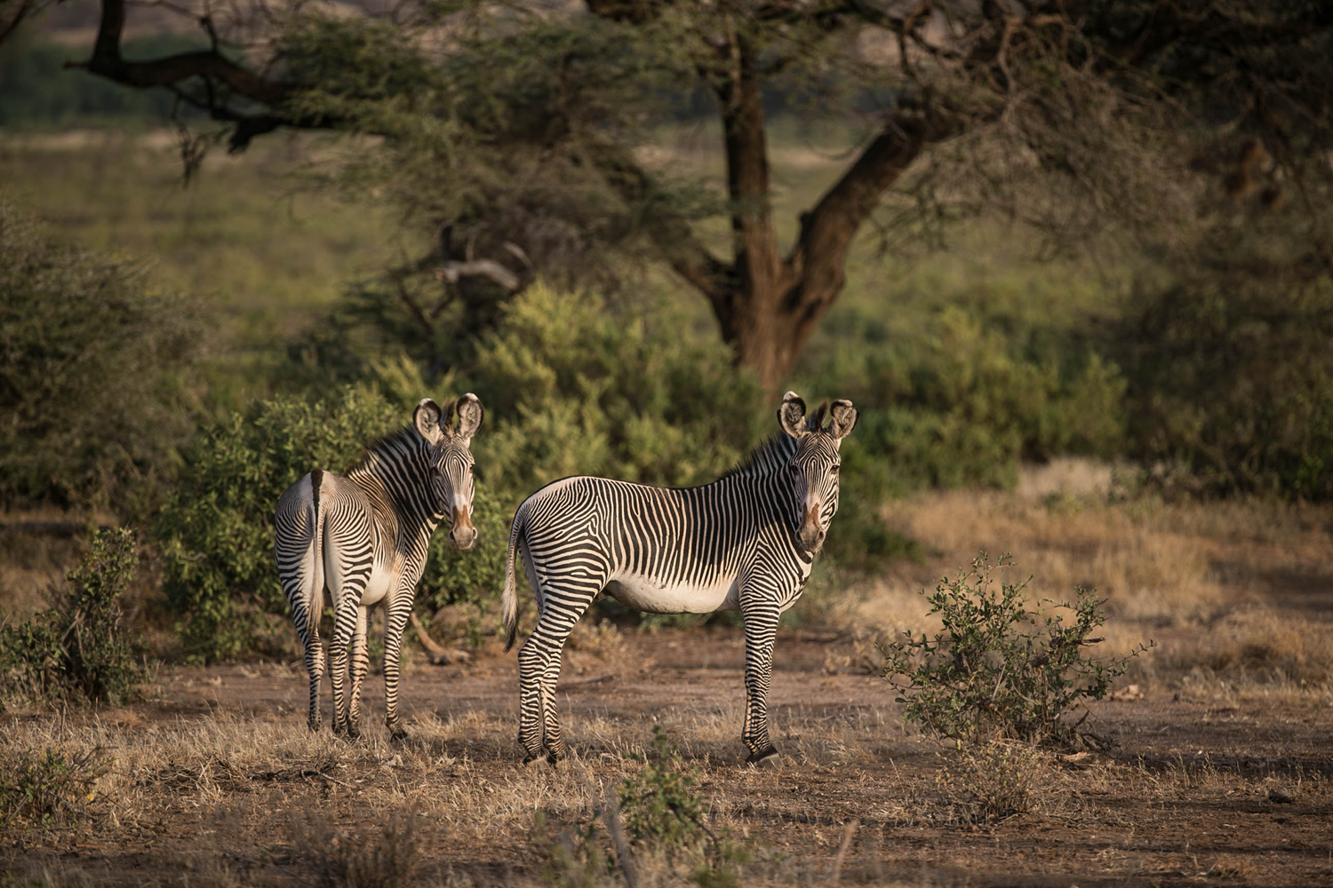Samburu-Zebra