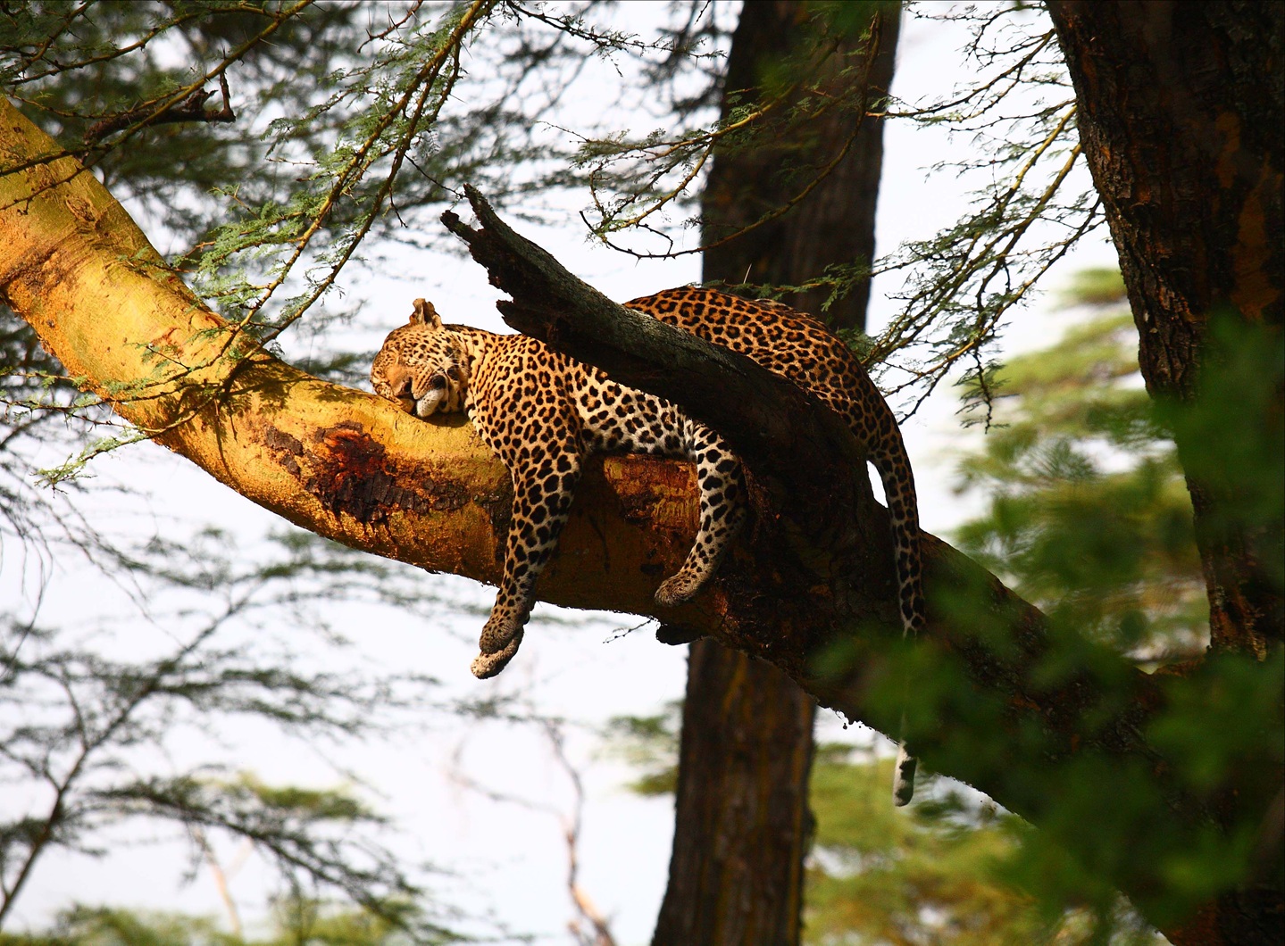 Sarova-Lion-Hill-Game-Lodge