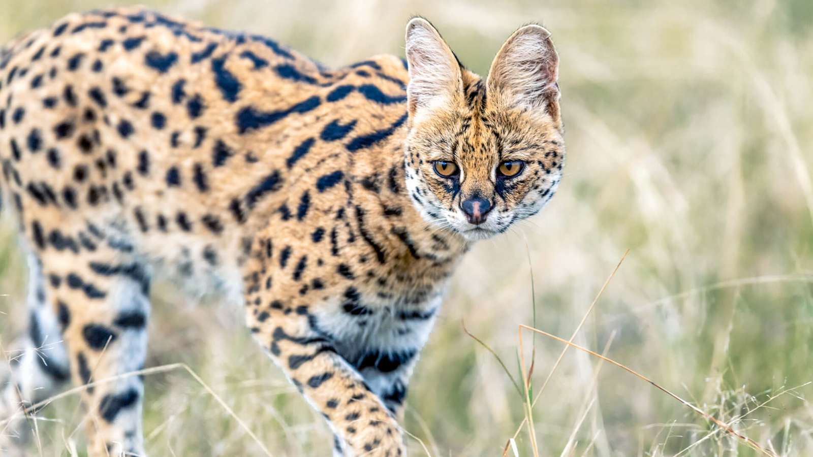 Serval-cat-Masai-Mara-Reserve-10