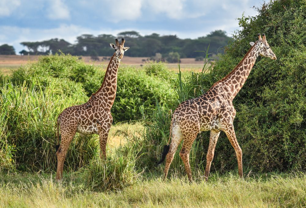 Tsavo-East-National-Park-giraffe
