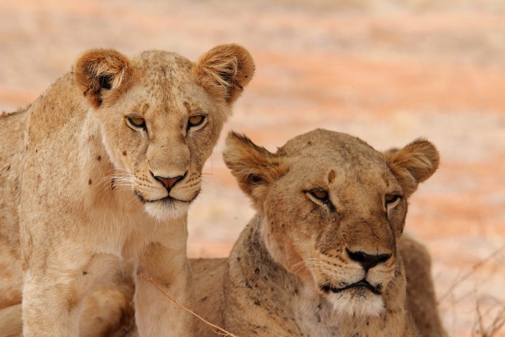 Tsavo-East-National-Park-pair-of-lioness