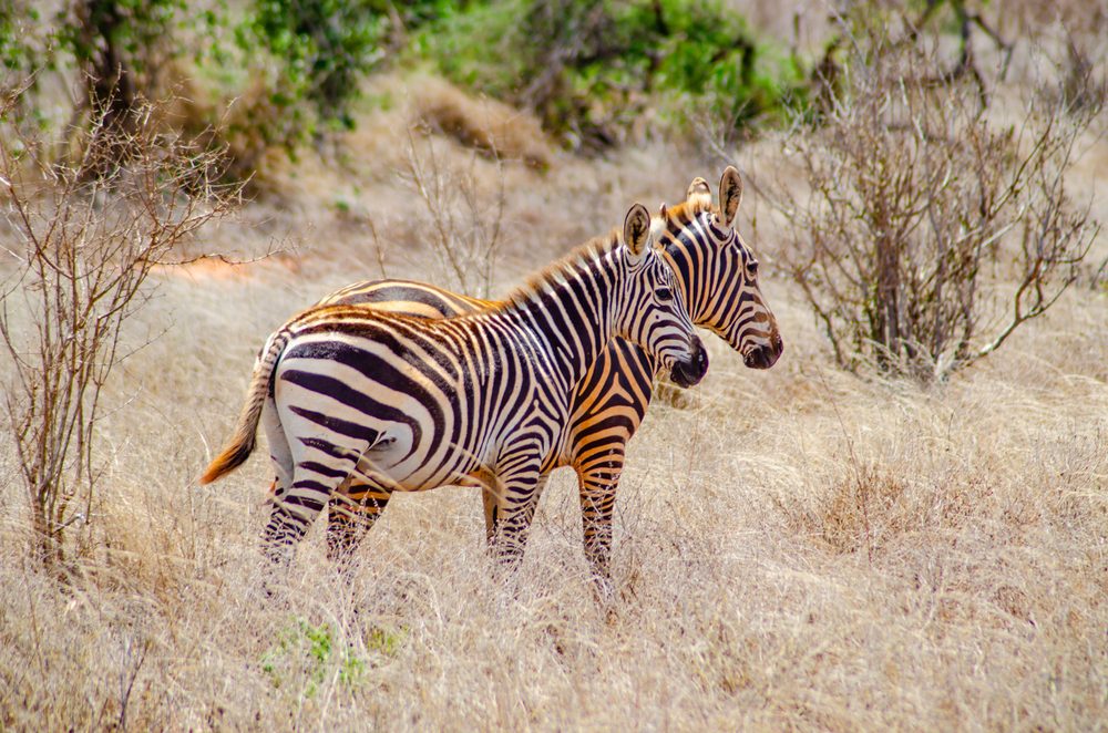 Tsavo-East-National-Park-zebra