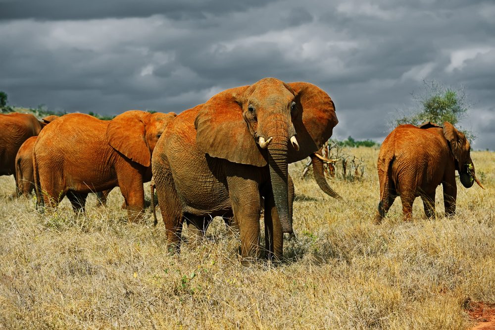 Tsavo-East-National-Park