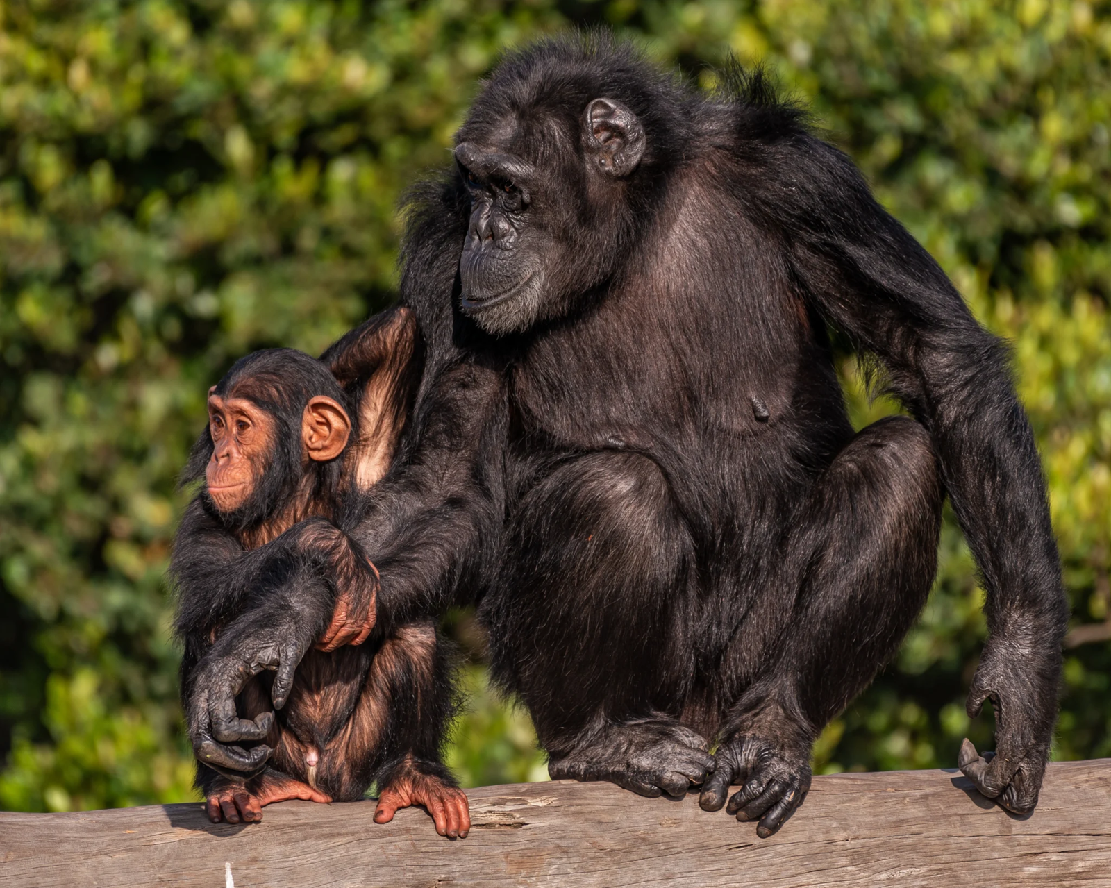 chimpanzees-Astra-and-Cheetah