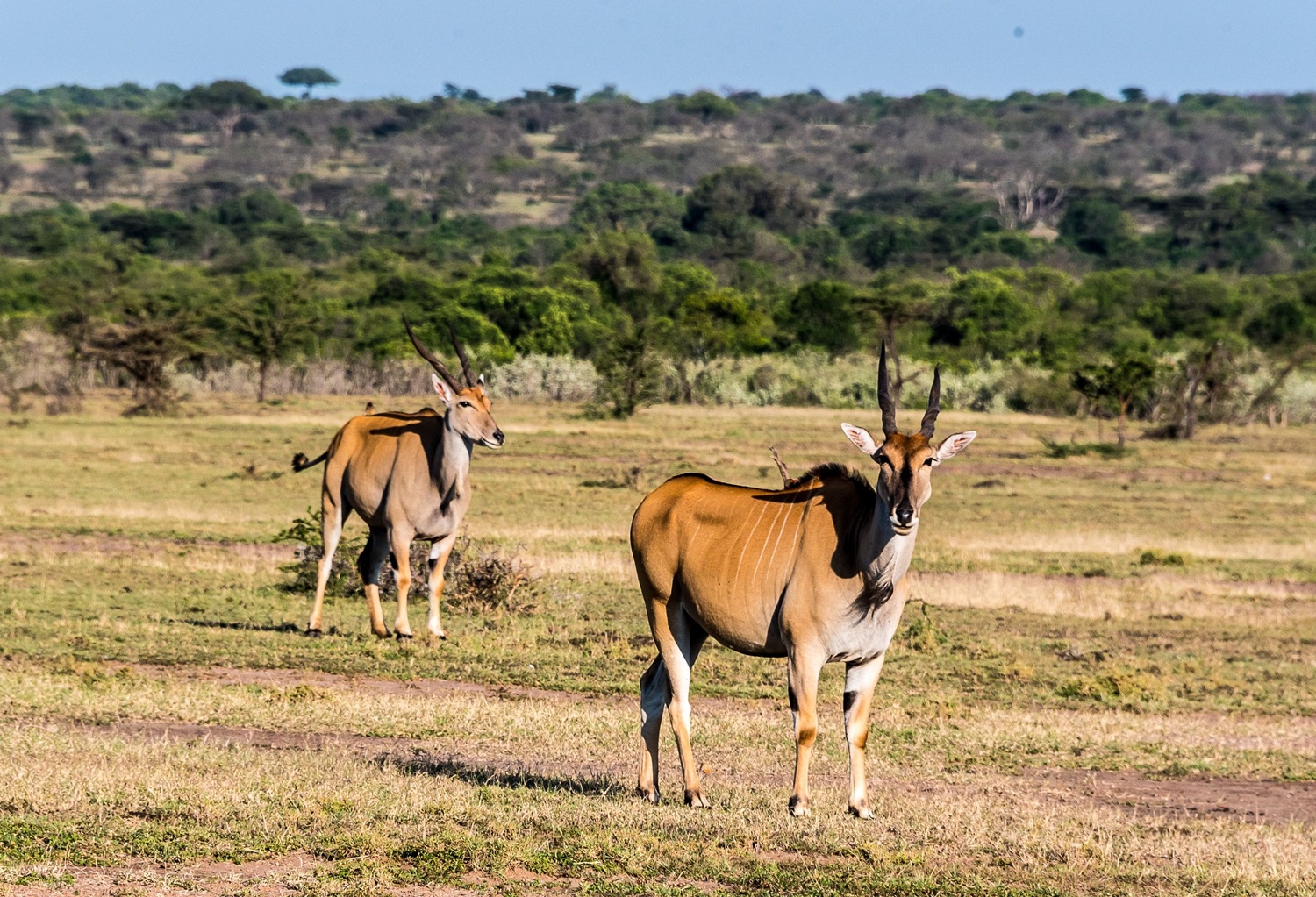 hartebeests-lerai-safari-camp-masai-mara-7