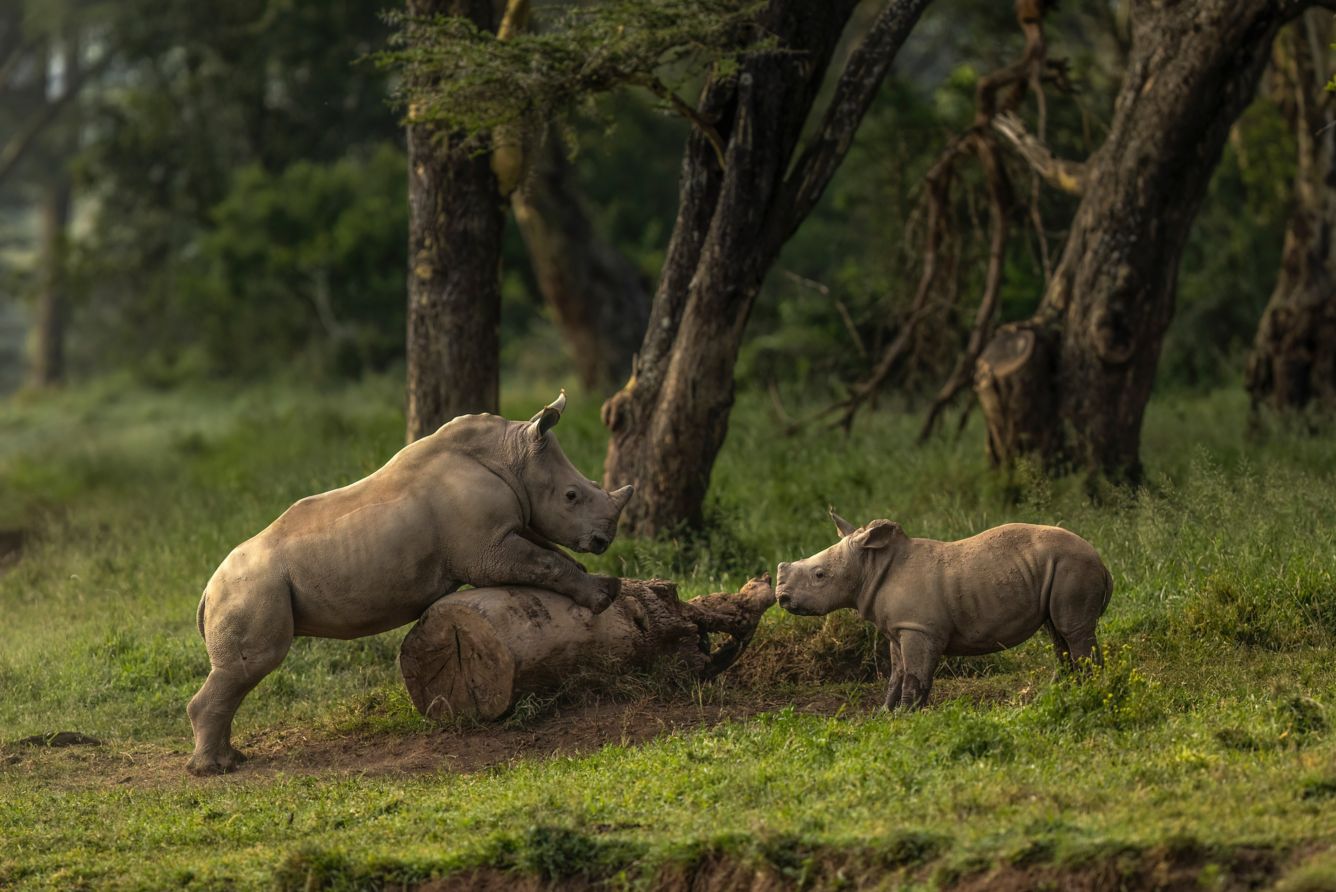young-rhinos-at-play