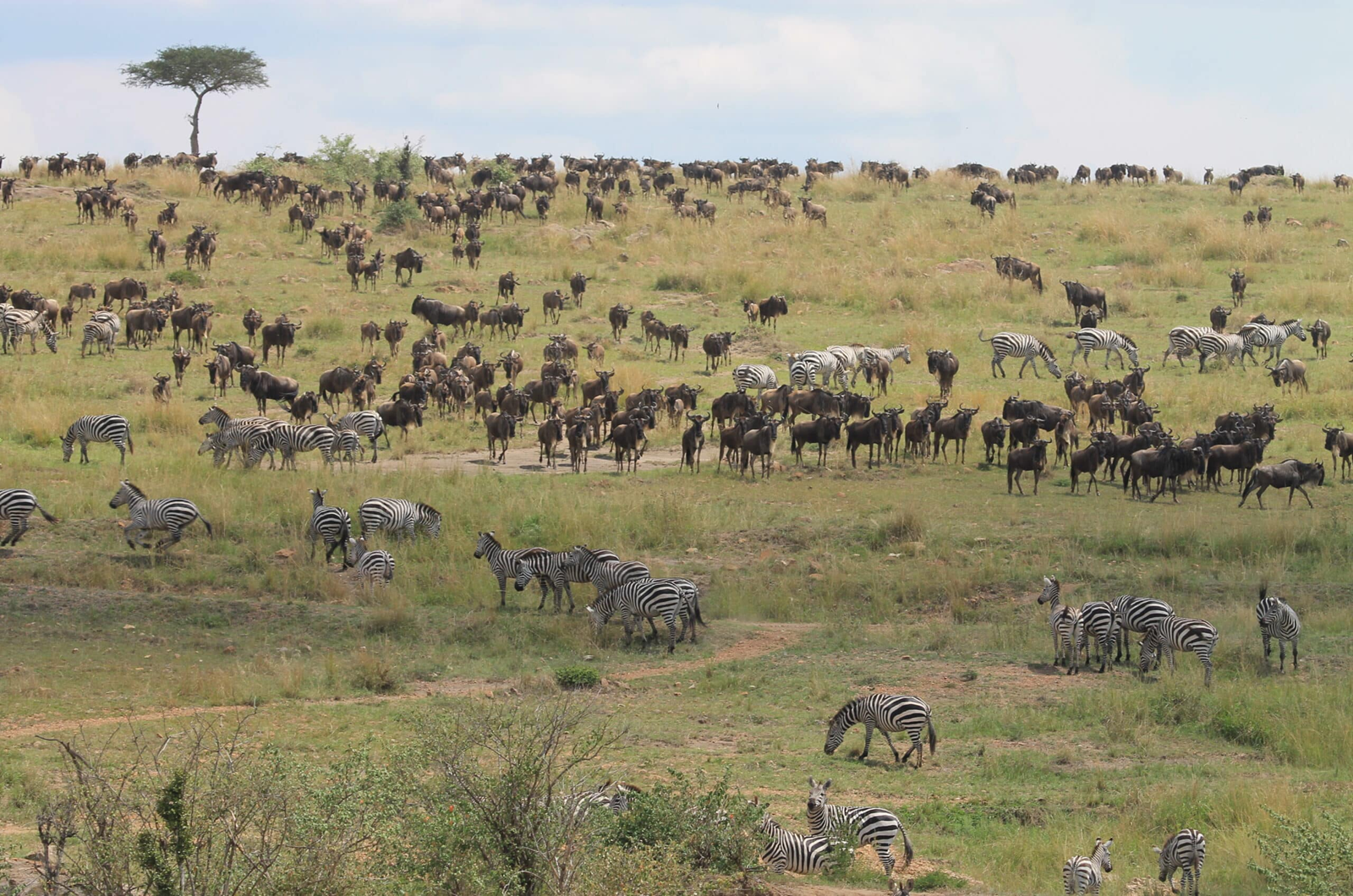 9-Maasai-Mara-Olderkesi-Conservancy-Great-Migration-2-scaled-1