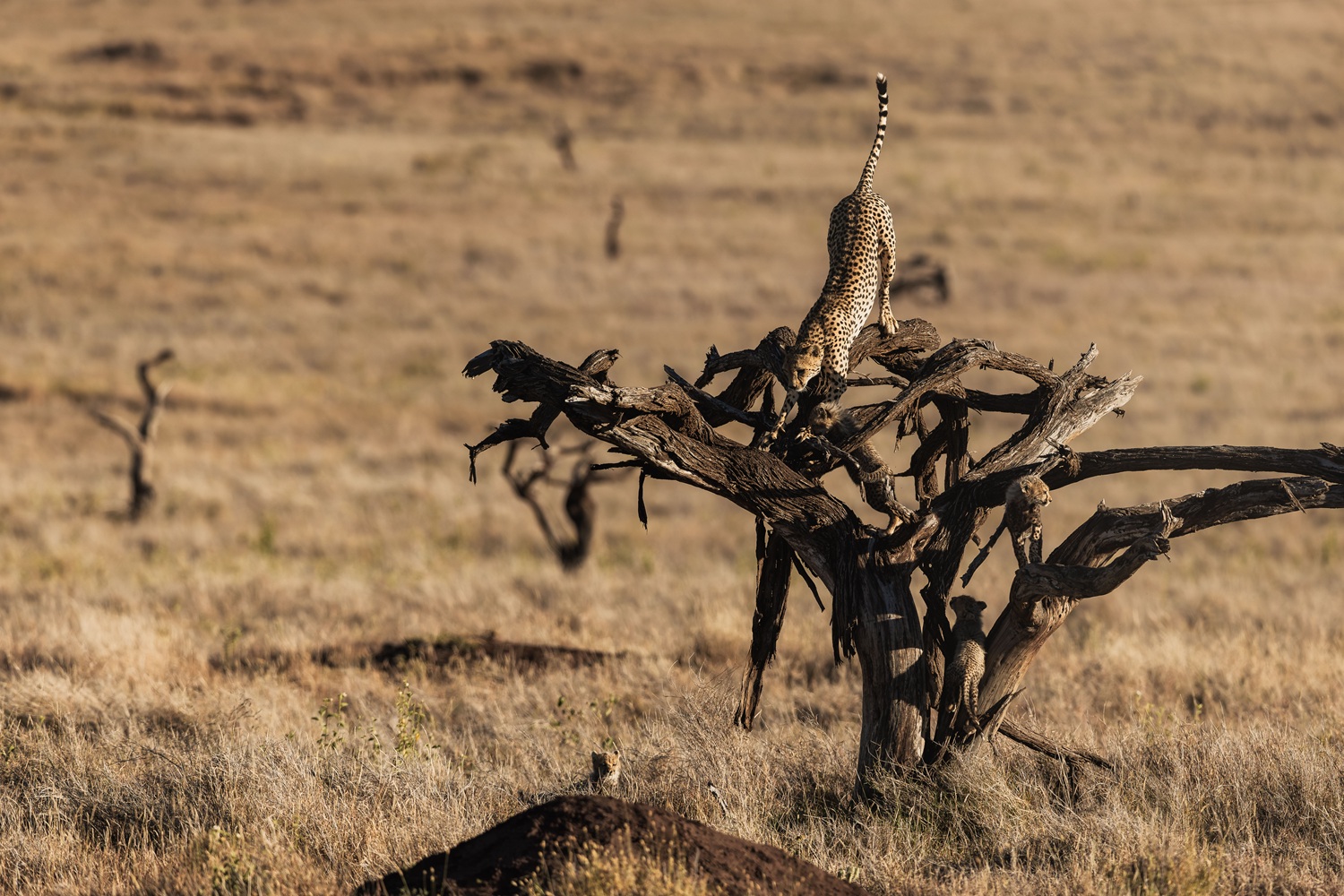 Cheetah-Up-Tree