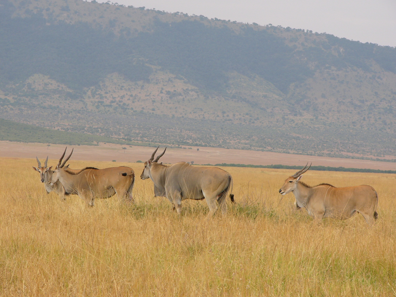 Eland-herd-in-the-Mara