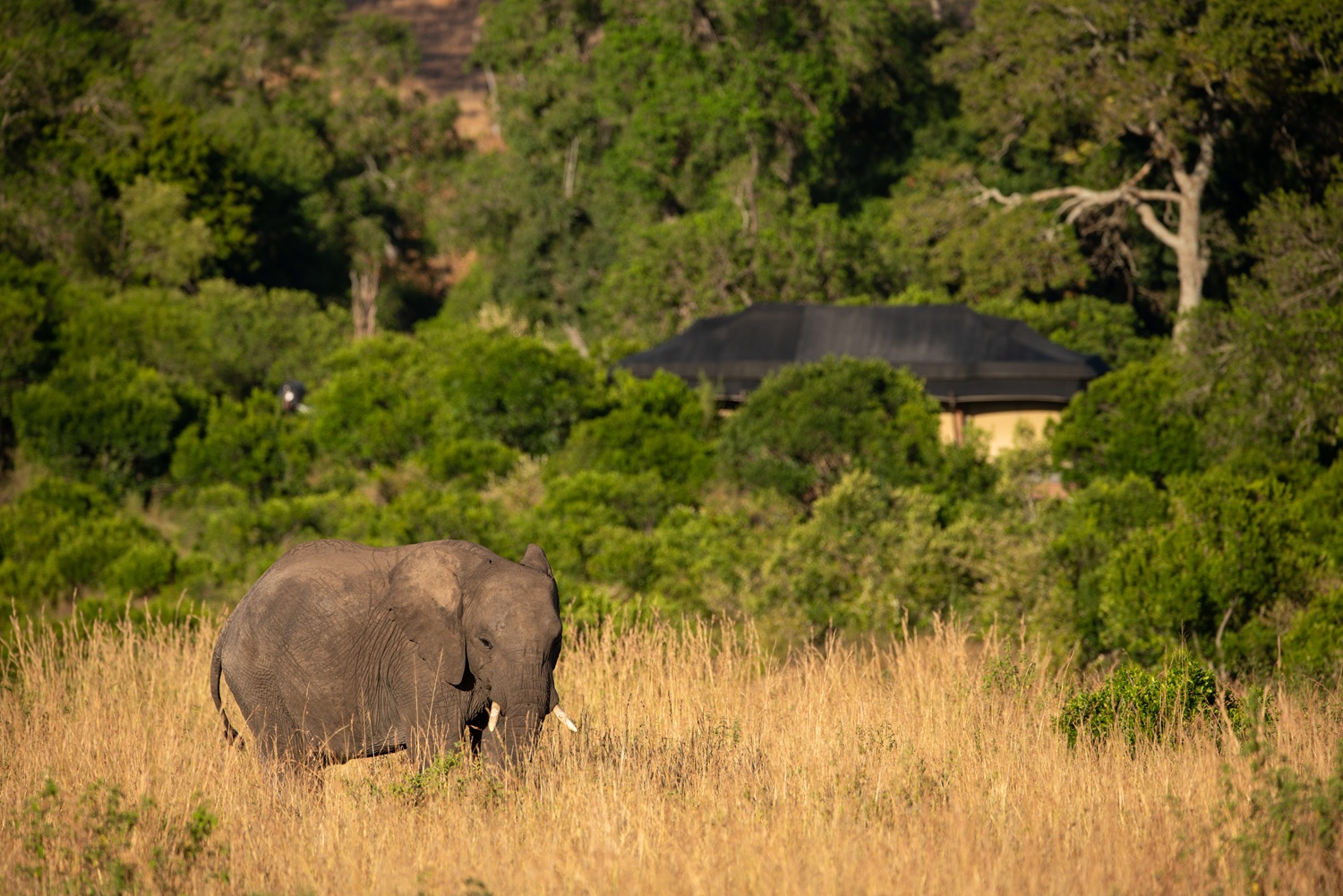 Elewana-Sand-River-Masai-Mara-