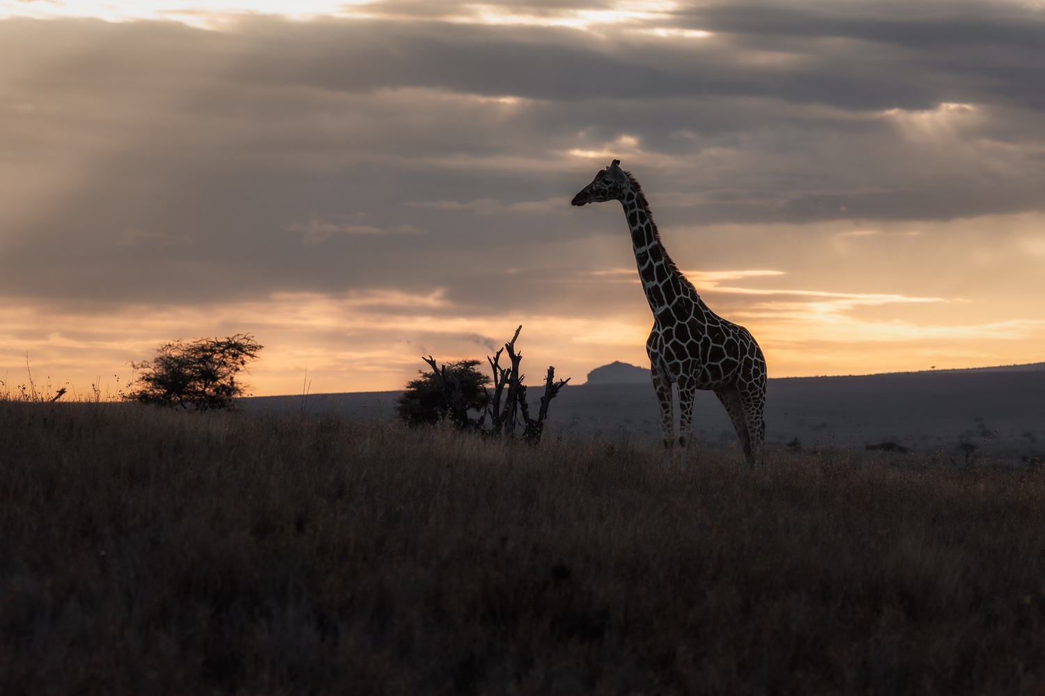 Giraffe