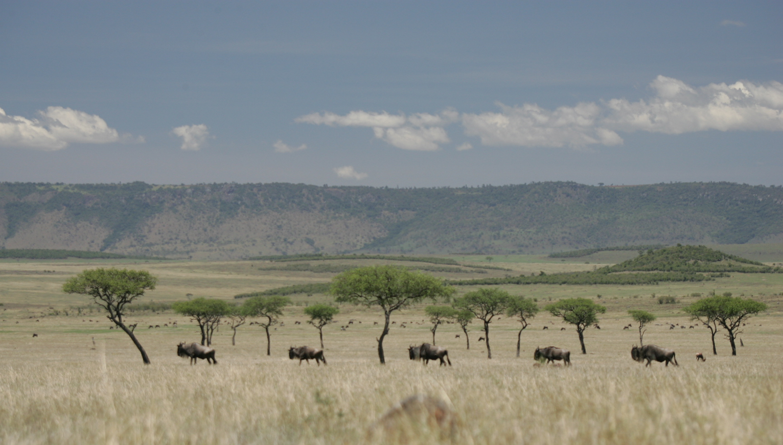 Great-Migration-in-the-Masai-Mara