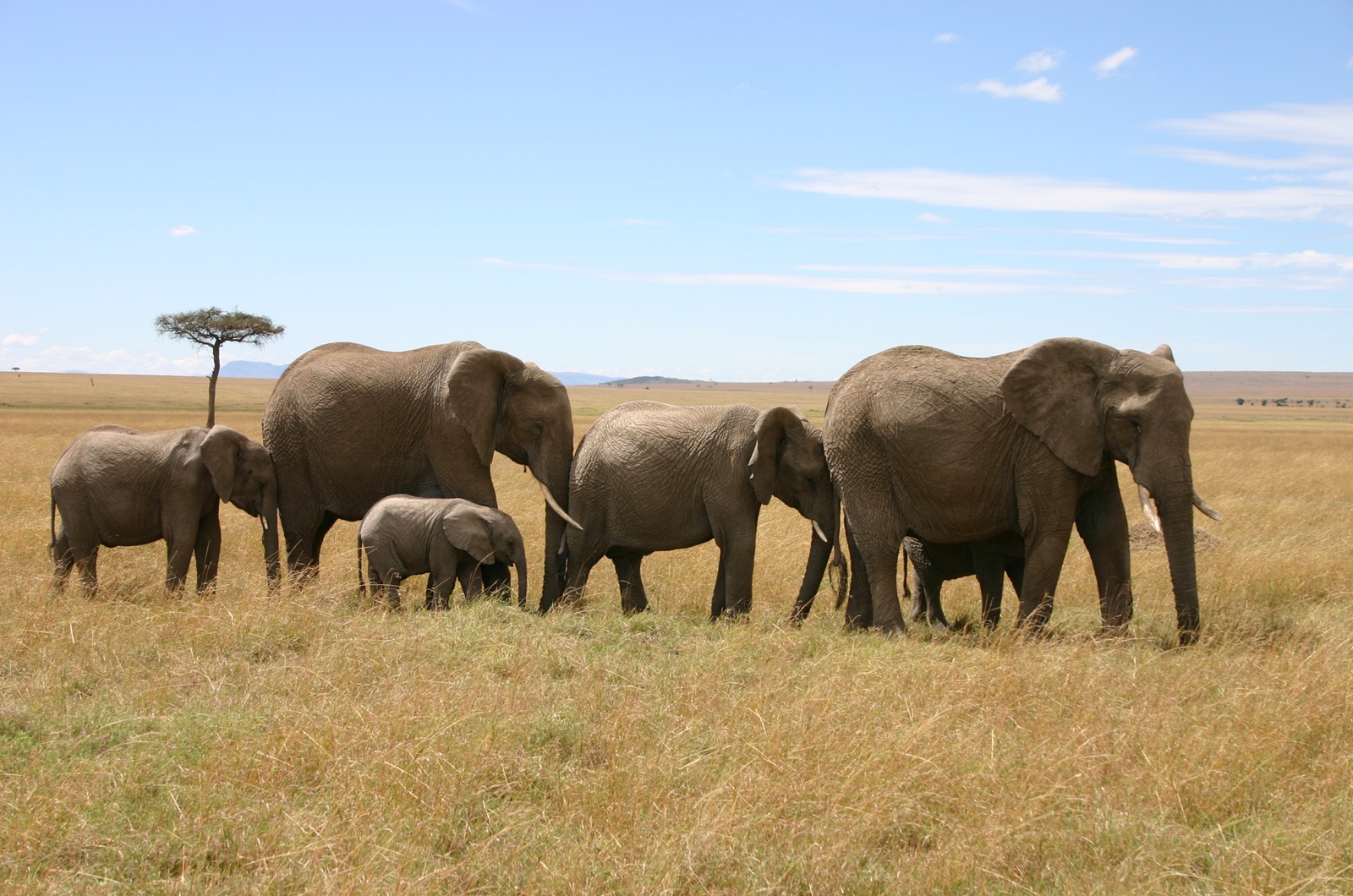Mara-elephants