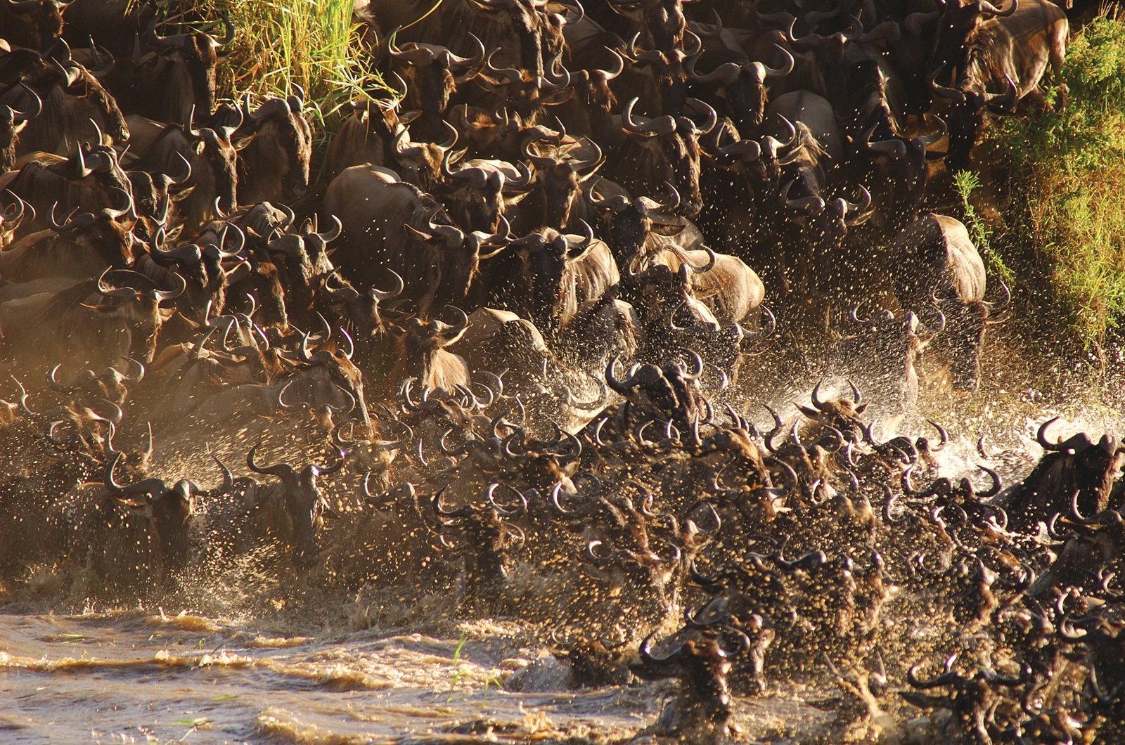 4 Days - The Great Wilderness Migration
