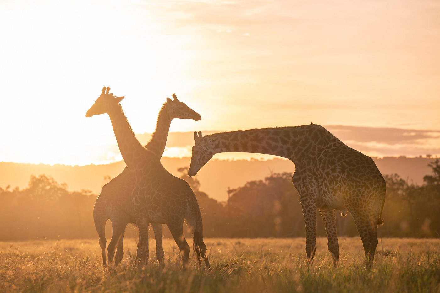 Giraffes