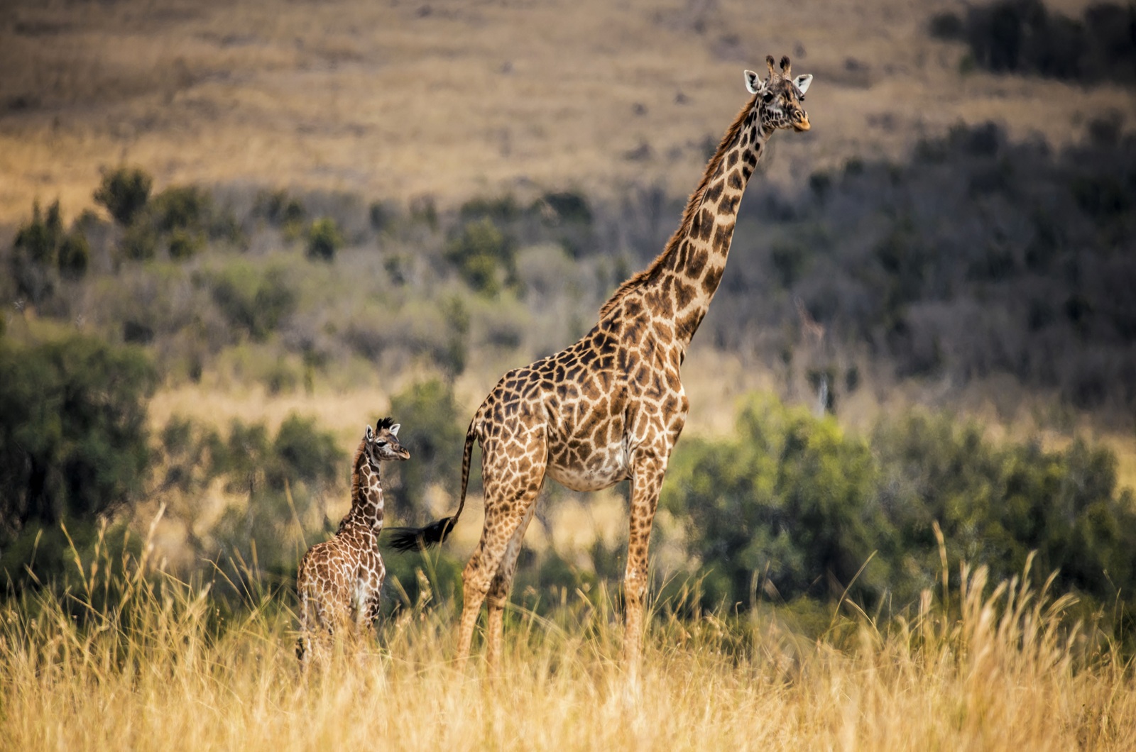 Girraffe