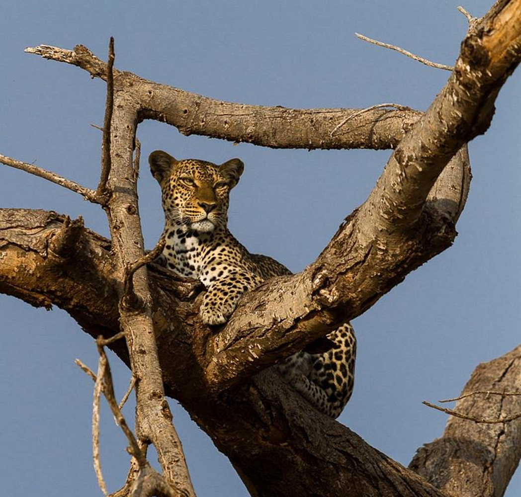 Leopard