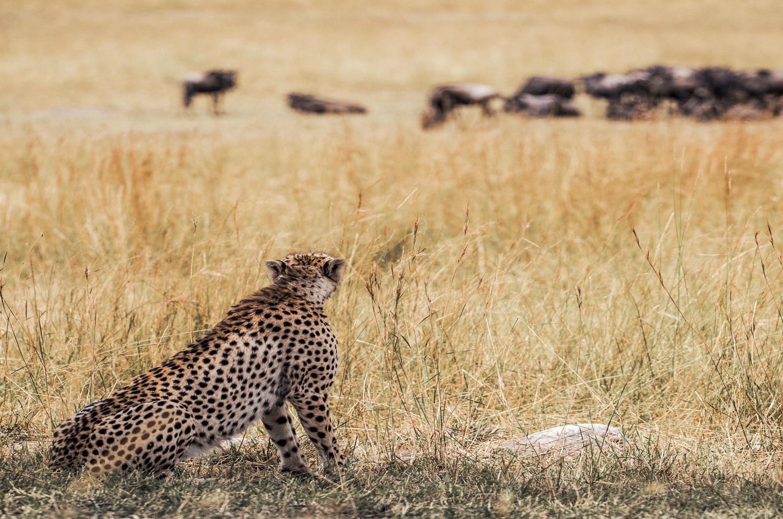 Masai-Mara-1