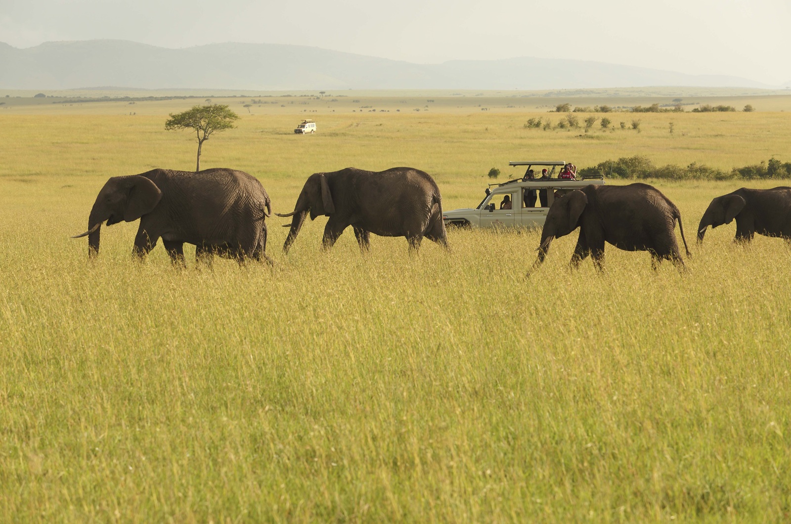 Masai-Mara-Game-drive