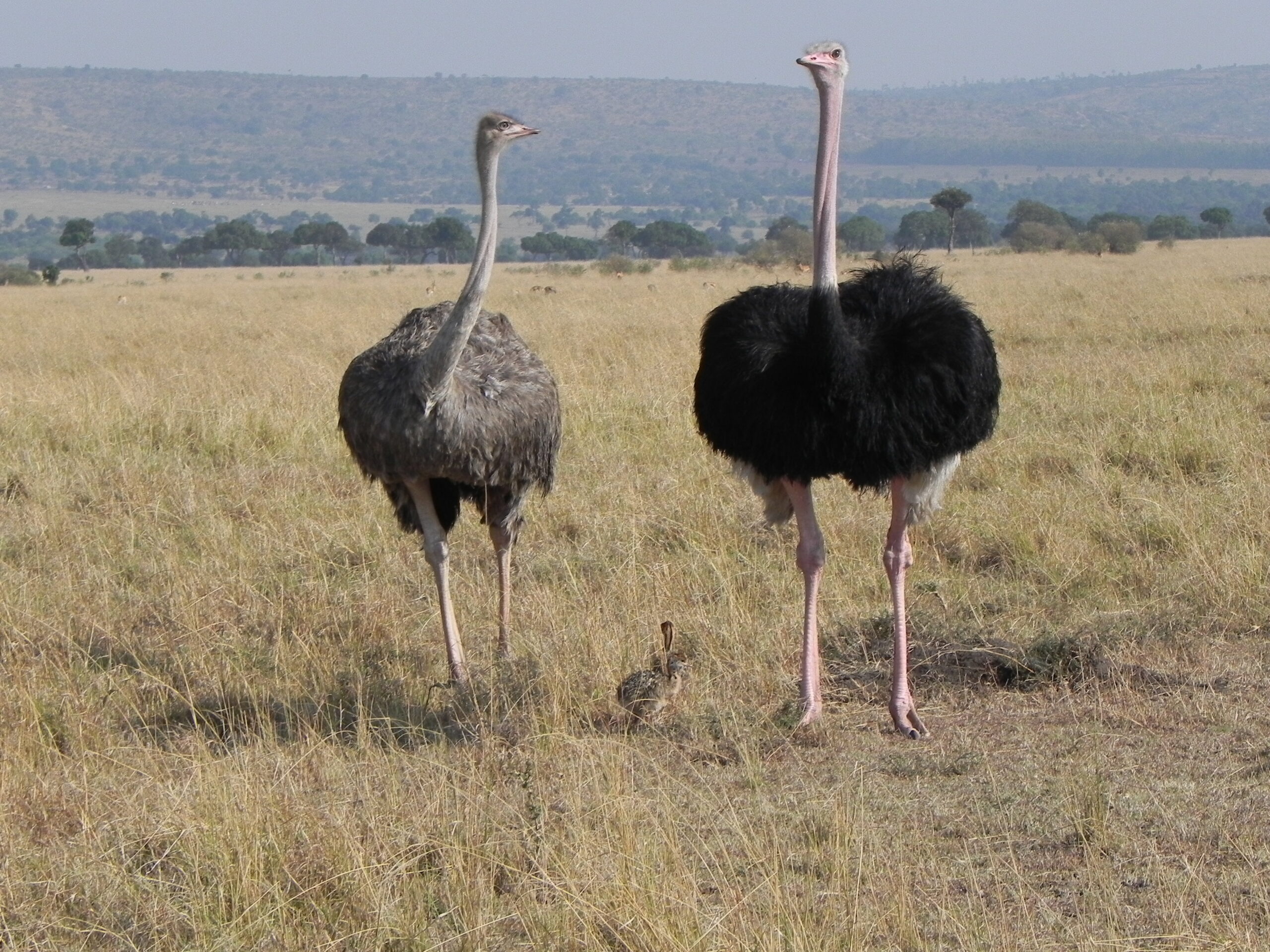 Ostrich