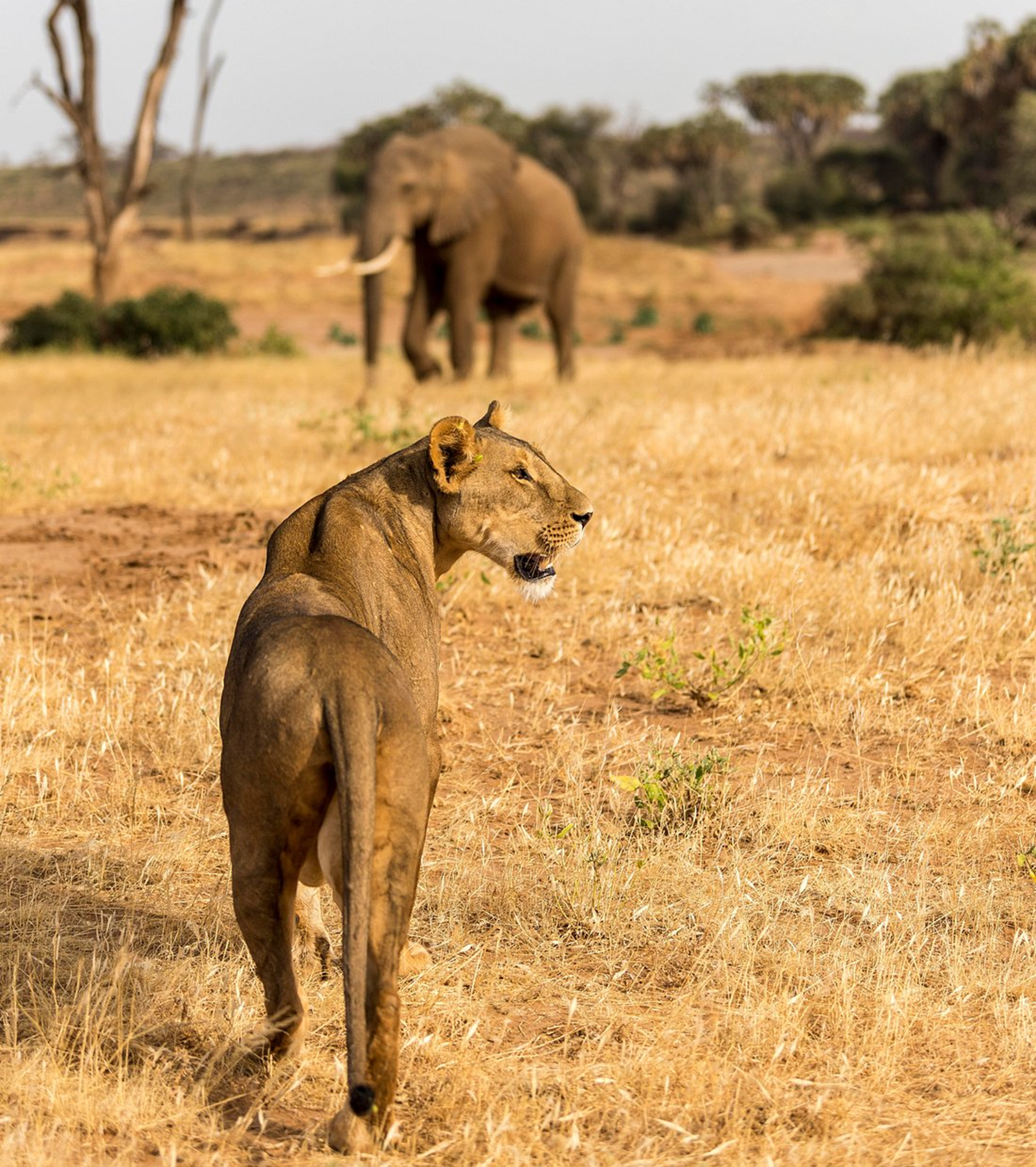 Samburu-Wildlife