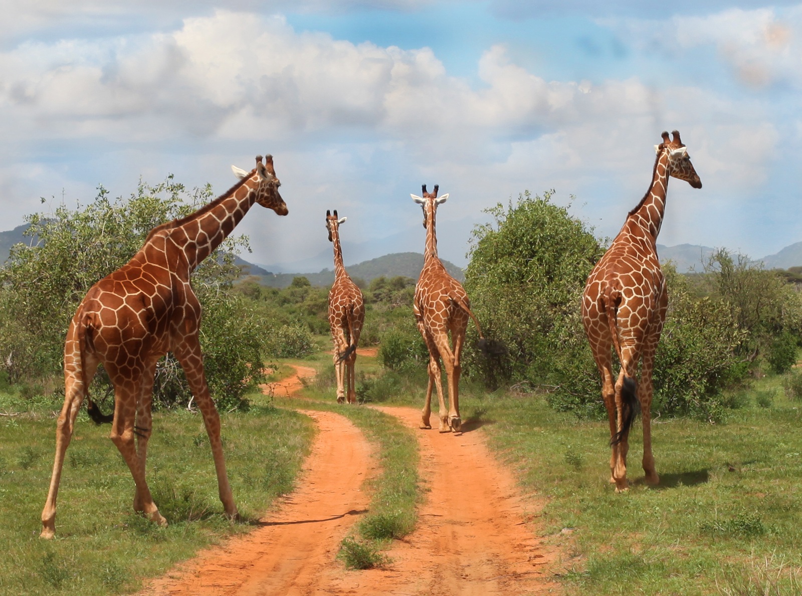 Samburu-giraffe