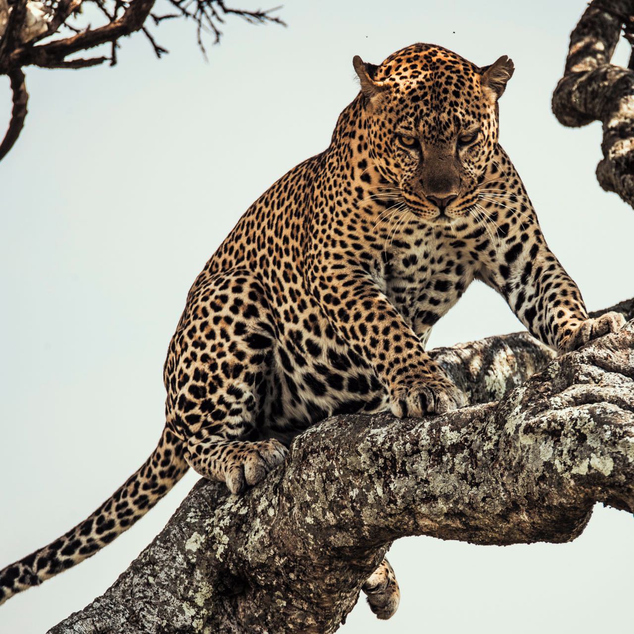 Sarova-Mara-Game-Camp-Leopard