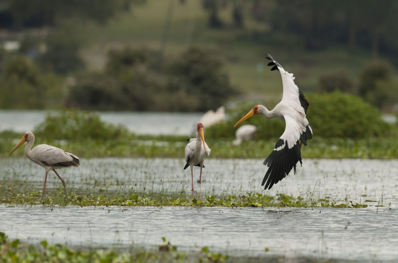 birds-lake-naivasha