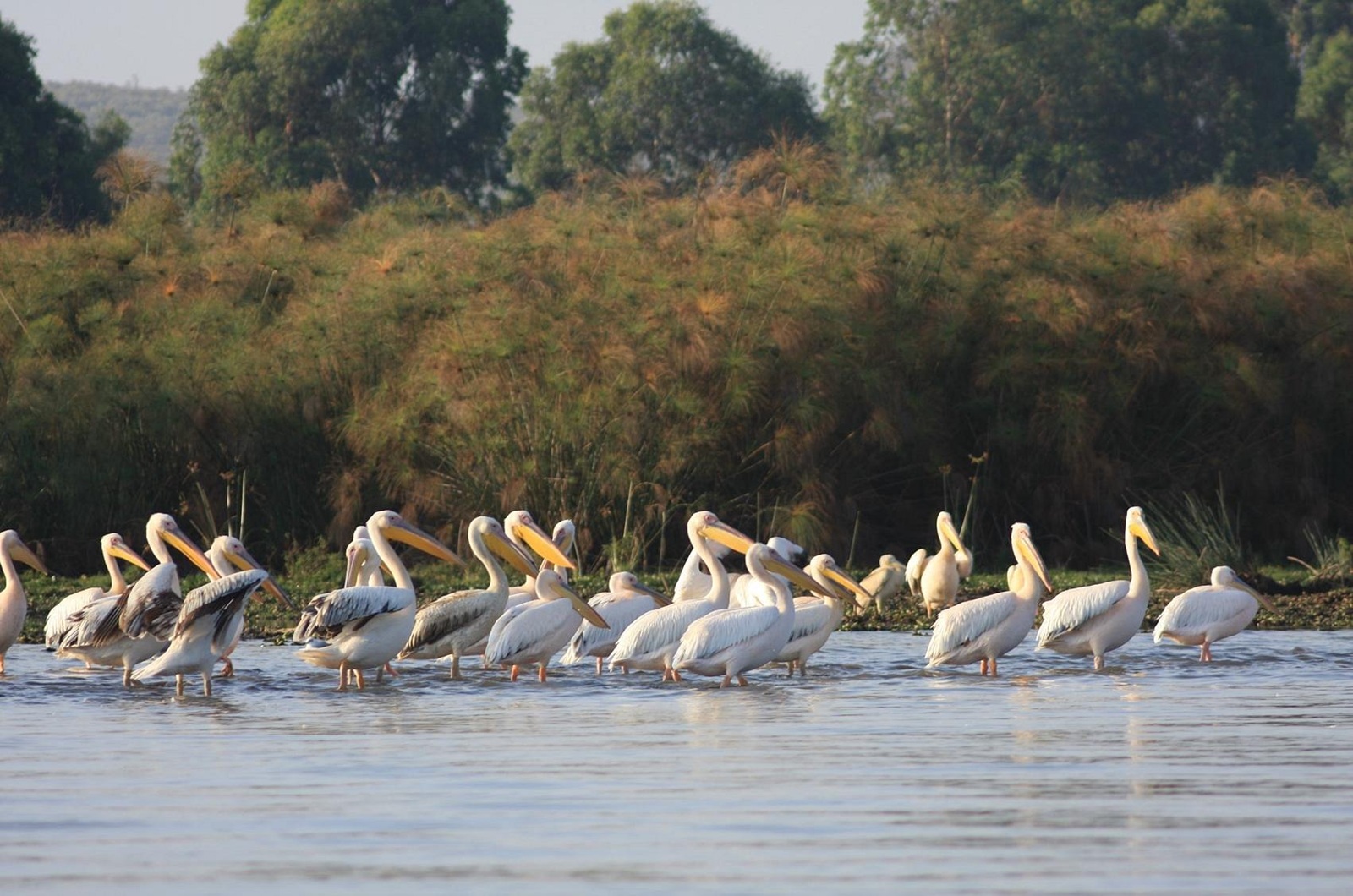 lake-Naivasha-Birdlife