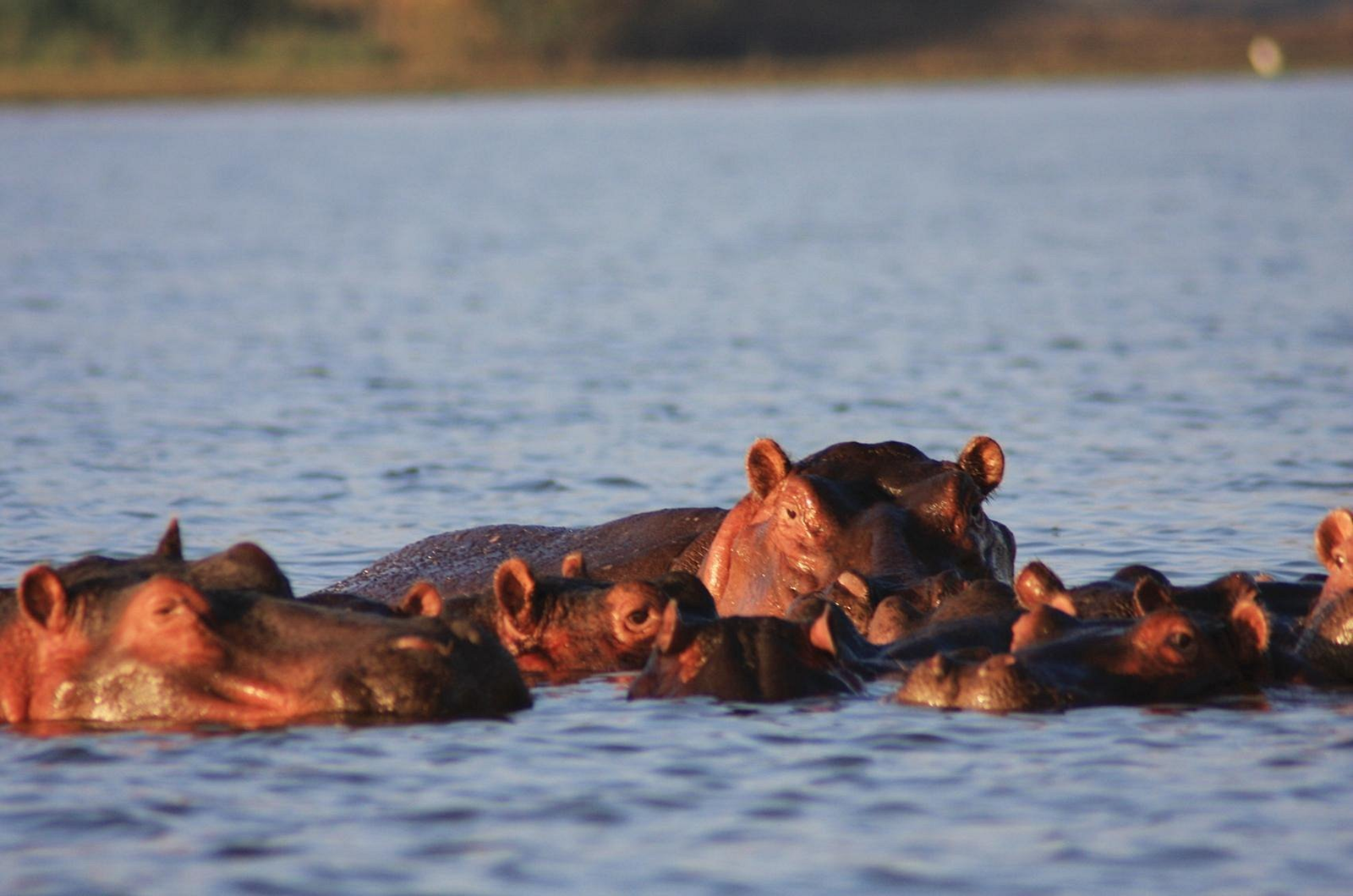 lake-naivasha-simba-lodge