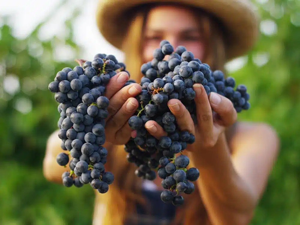 GRAPE STOMPING IN TUSCANY