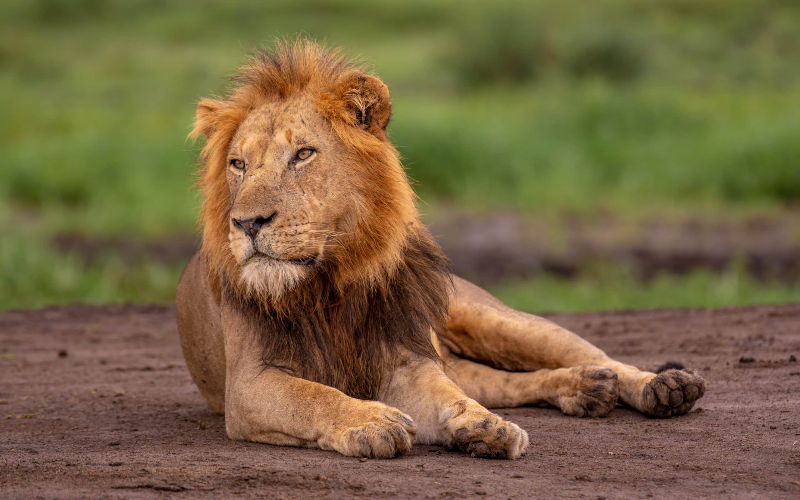 8-Day Luxury Uganda Safari – Exclusive Wildlife Encounters & Refined Comfort