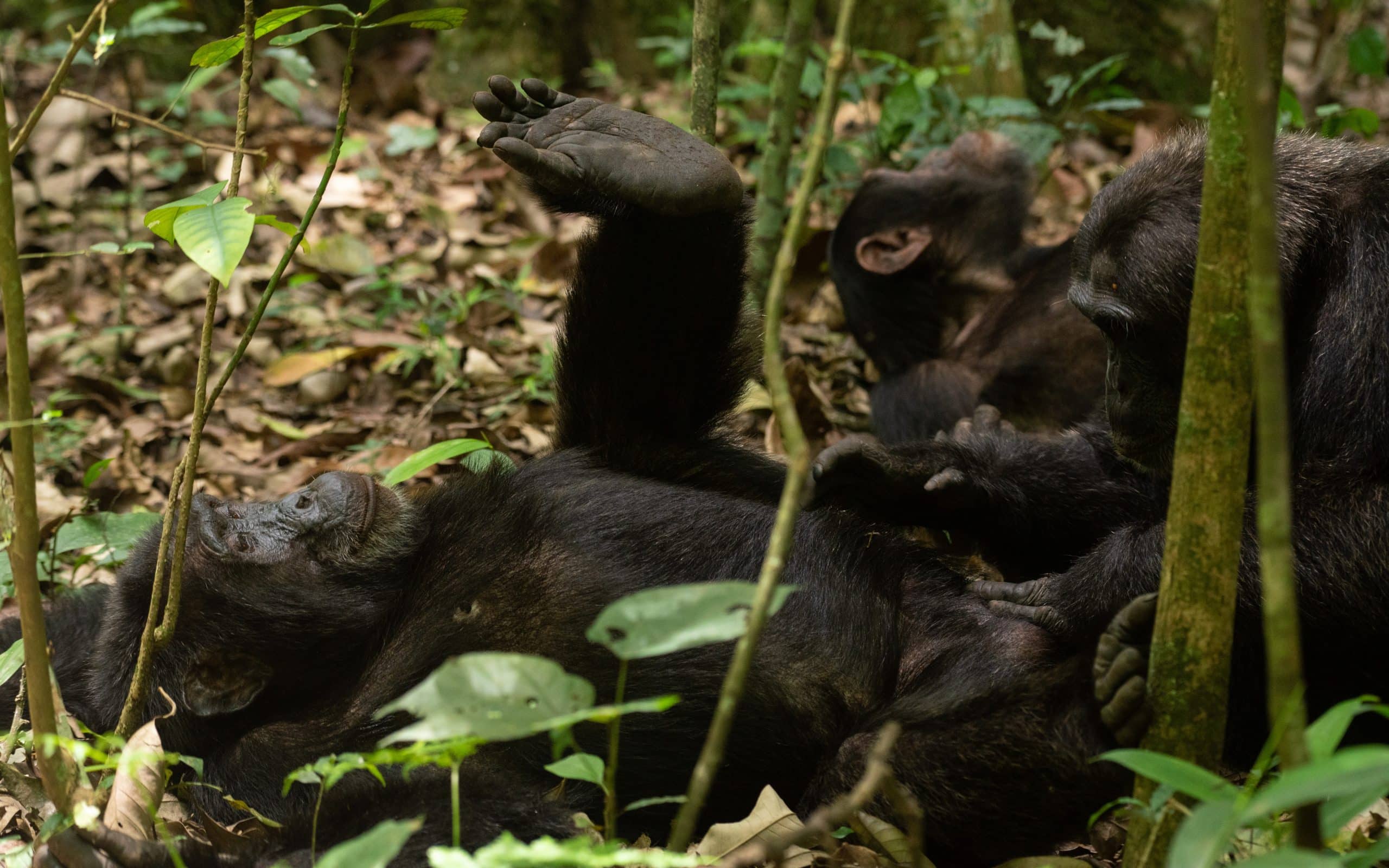 A Captivating 5-Day Uganda Adventure – Rainforests, Wildlife & Luxury