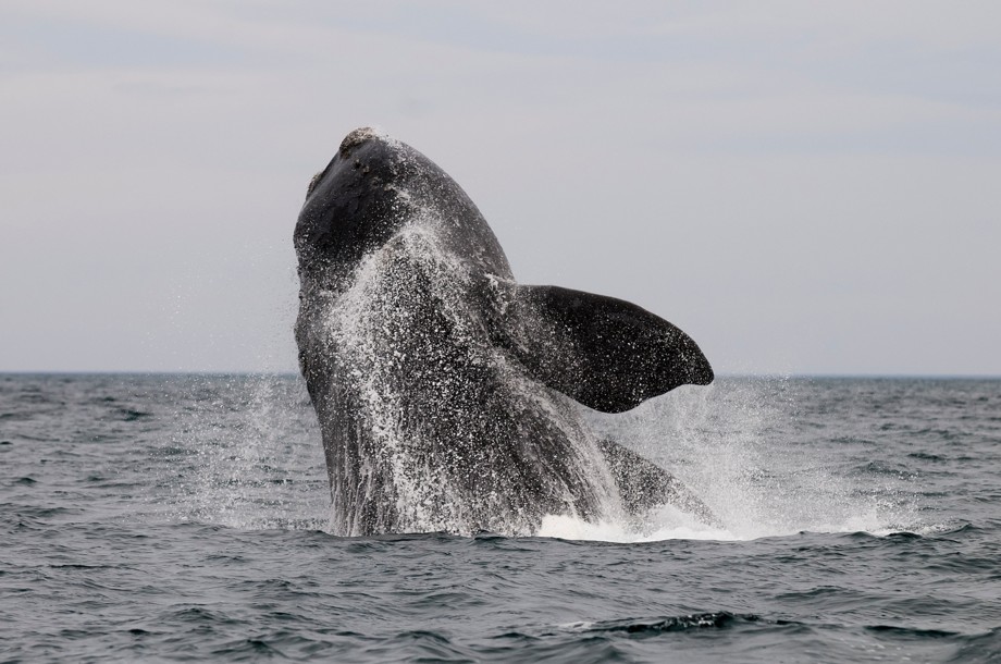 Foto-Ballenas-FLYER-ESPECIAL-