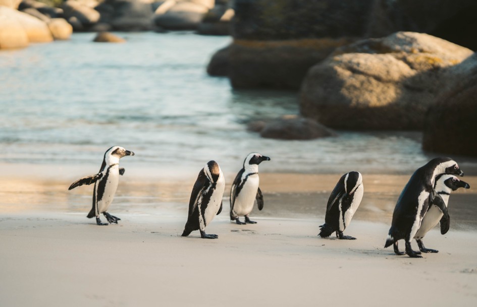 Foto-Pinguinos-FLYER-ESPECIAL-