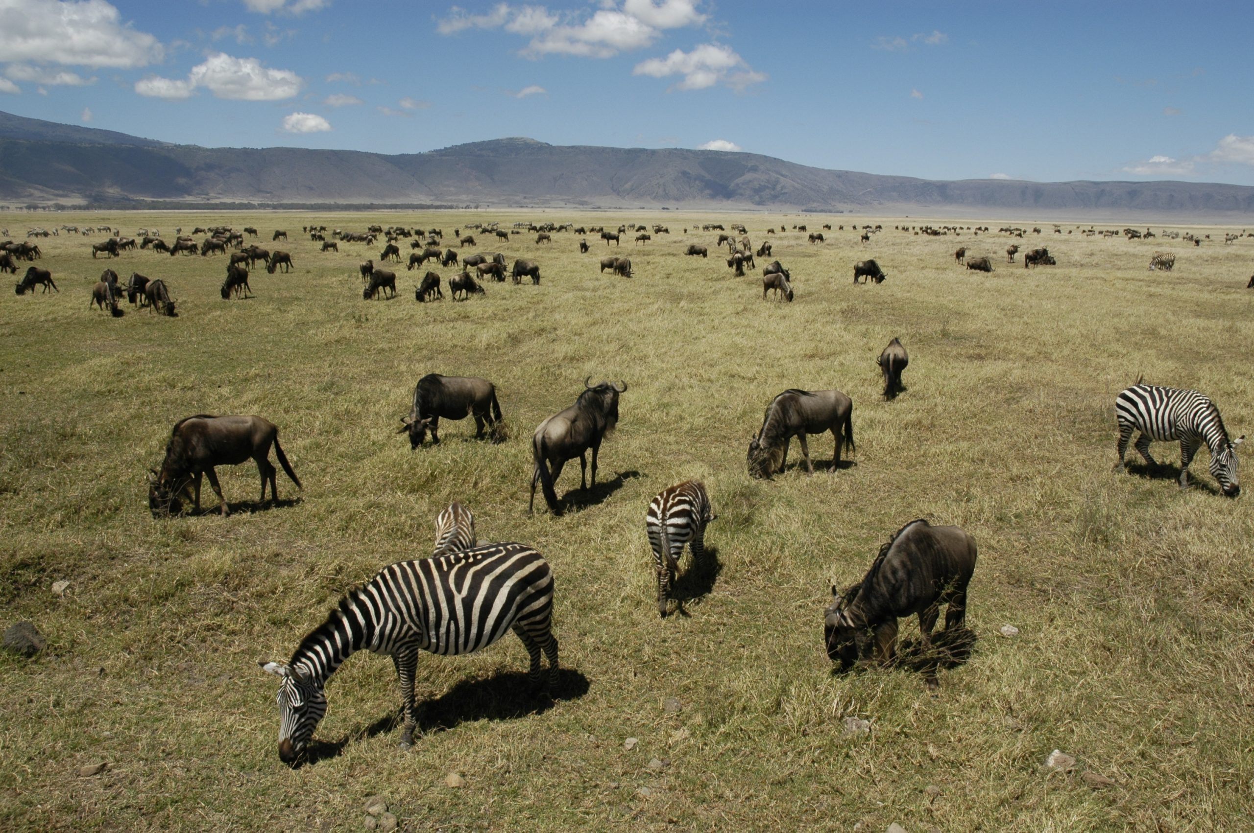 6-Day Tanzania Road Safari: Kilimanjaro, Ngorongoro Crater, Serengeti & Lake Manyara