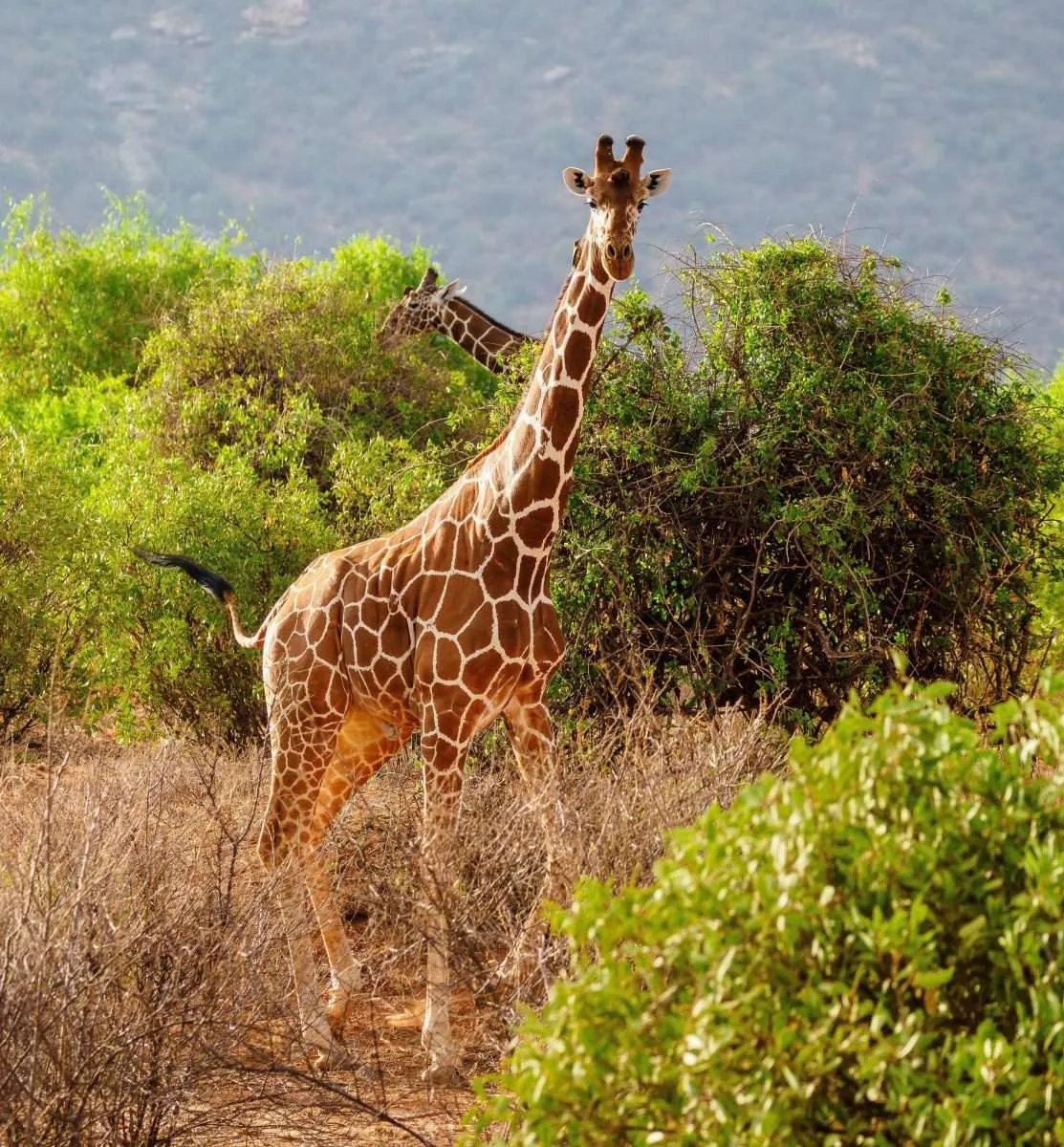 Samburu-National-Reserve